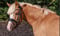 Horse ad