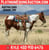 Annuncio cavallo