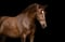Annuncio cavallo