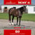 Horse ad