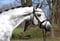 Horse ad