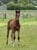 Annuncio cavallo