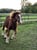 Horse ad