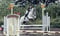 Horse ad