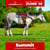 Annuncio cavallo