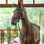 Annuncio cavallo