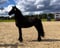 Horse ad