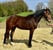 Annuncio cavallo