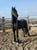 Annuncio cavallo