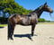 Horse ad
