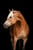 Annuncio cavallo