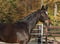 Horse ad