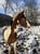 Horse ad