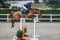 Annuncio cavallo