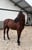 Horse ad