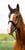 Horse ad