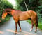 Anuncio de caballos