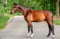 Annuncio cavallo