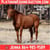 Horse ad