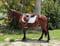 Anuncio de caballos