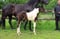 Annuncio cavallo