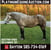 Horse ad