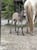 Annuncio cavallo
