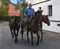 Horse ad