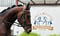 Annuncio cavallo