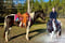 Horse ad