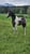 Horse ad