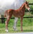 Annuncio cavallo