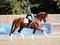 Horse ad