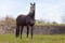 Annonce cheval