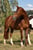 Horse ad