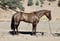 Horse ad