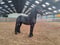 Annonce cheval