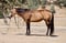 Annuncio cavallo