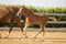 Annuncio cavallo