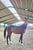 Horse ad