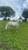 Horse ad