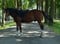 Annuncio cavallo