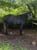 Horse ad