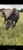 Horse ad
