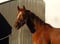 Horse ad