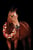 Horse ad
