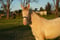 Horse ad