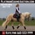 Horse ad