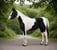 Annuncio cavallo