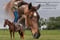 Horse ad